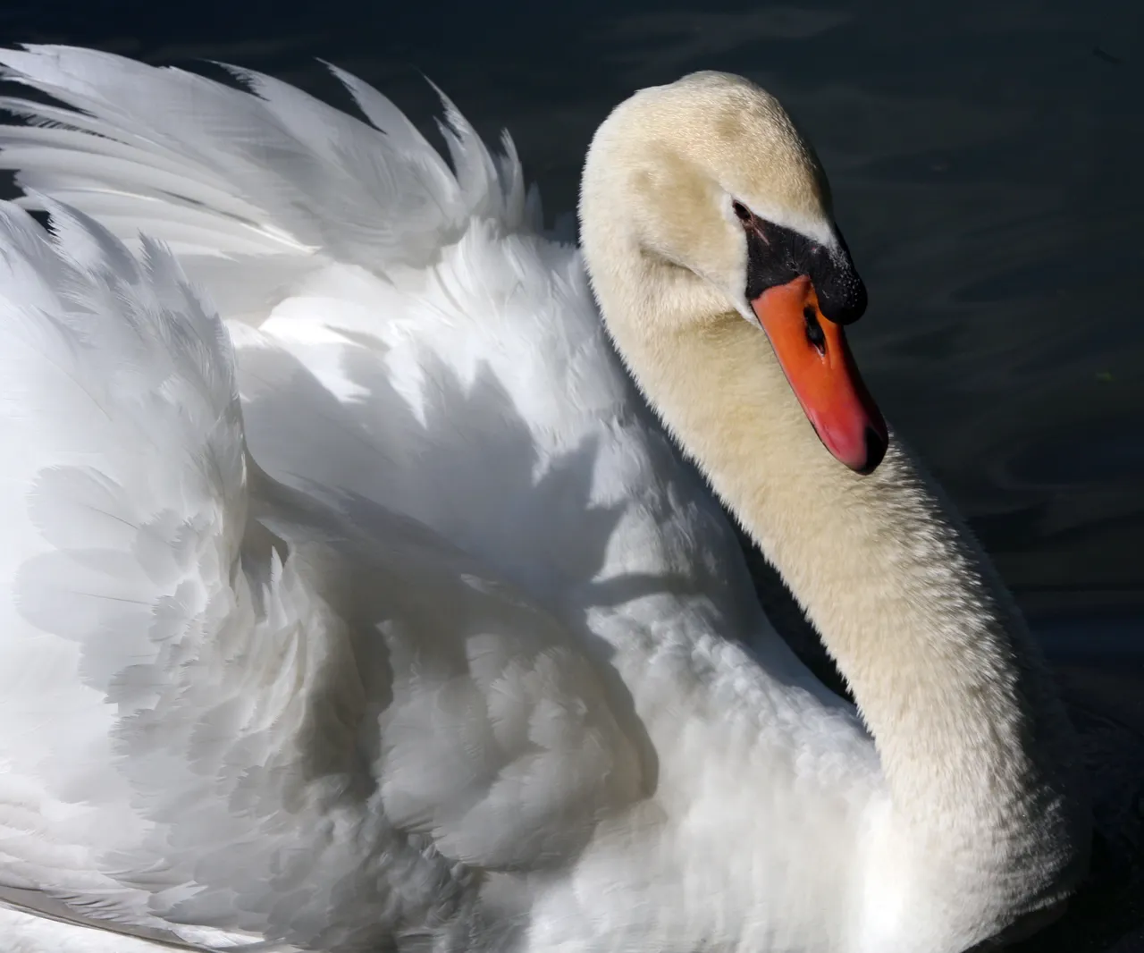 Zane Anderson Photo of one of Darlington School's swans!