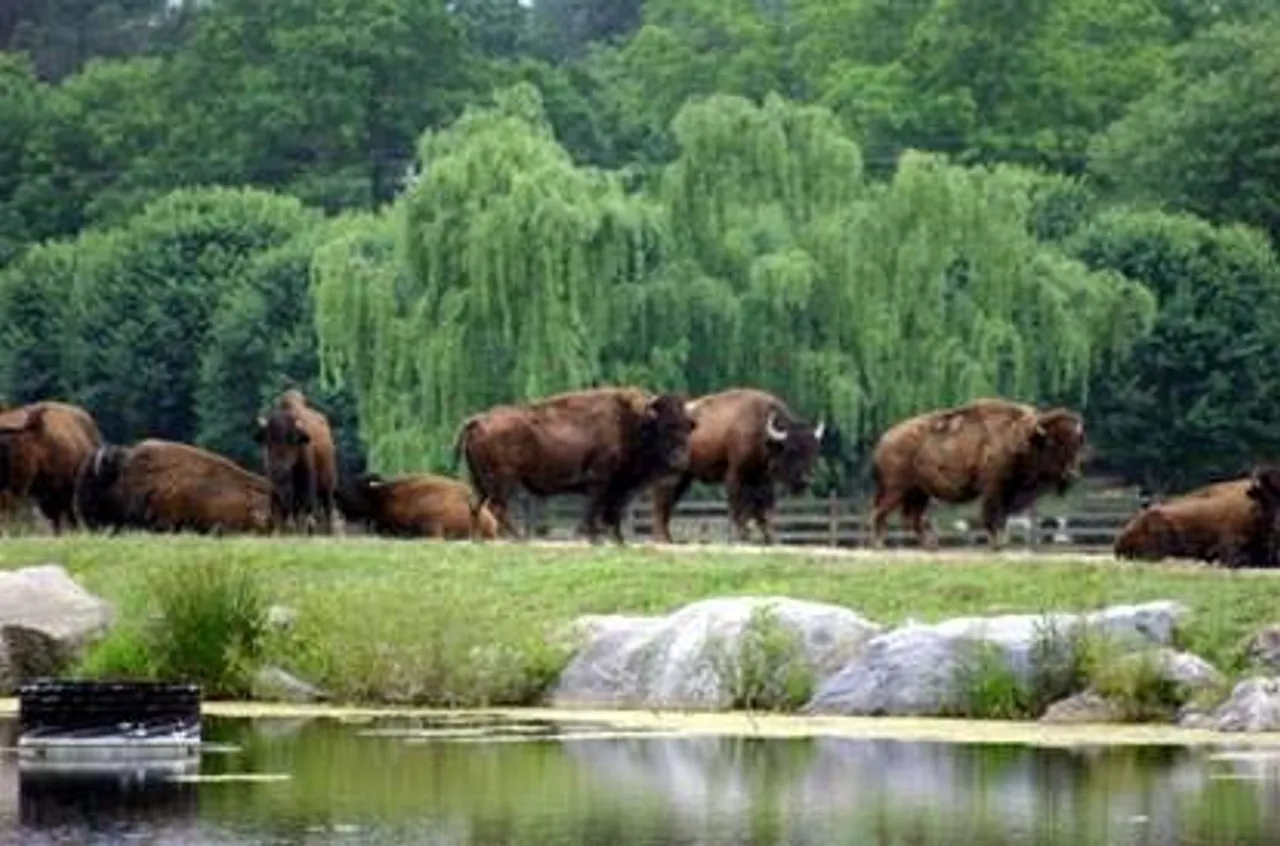 The class gets up close and personal with a herd of buffalo.
