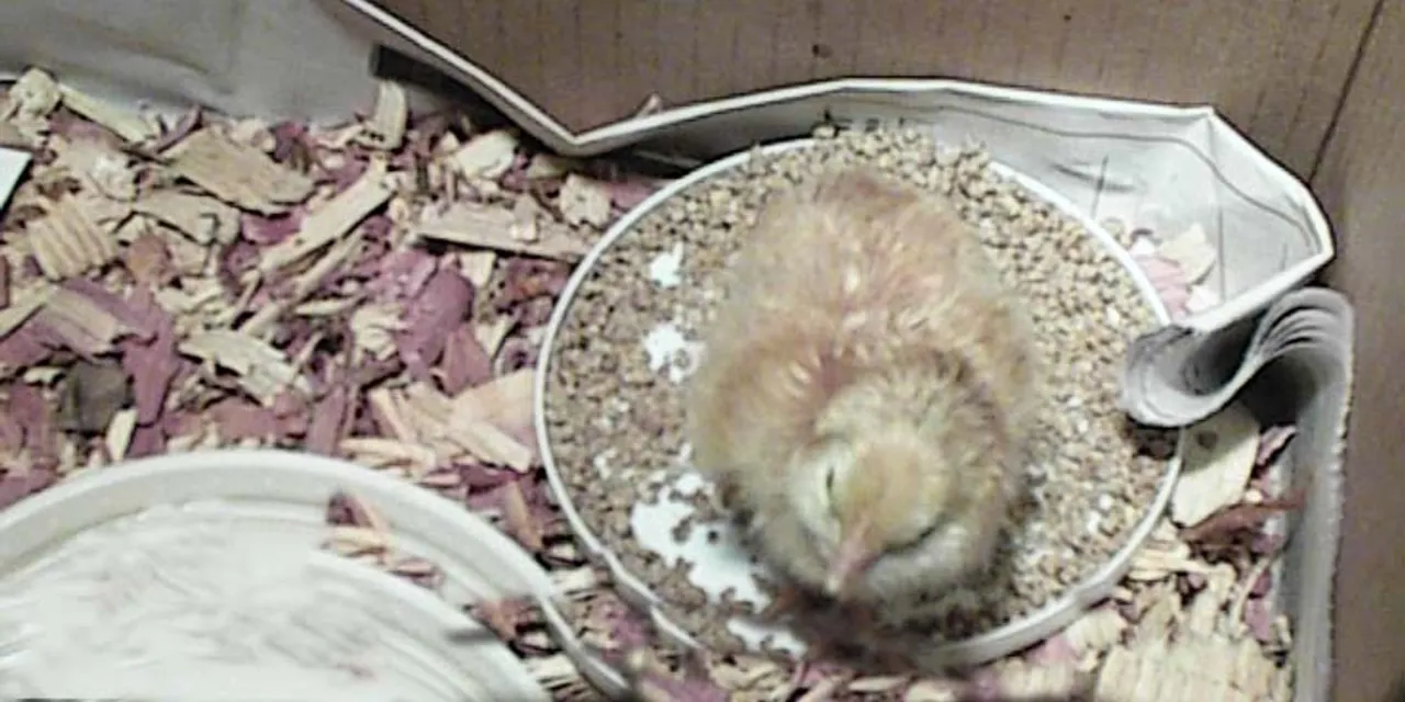 A chick hatches in the Lower School pre-k classroom during the letter "C" week.