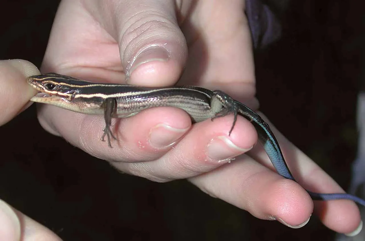 A brave five-lined skink tries to bite off more than he can chew.