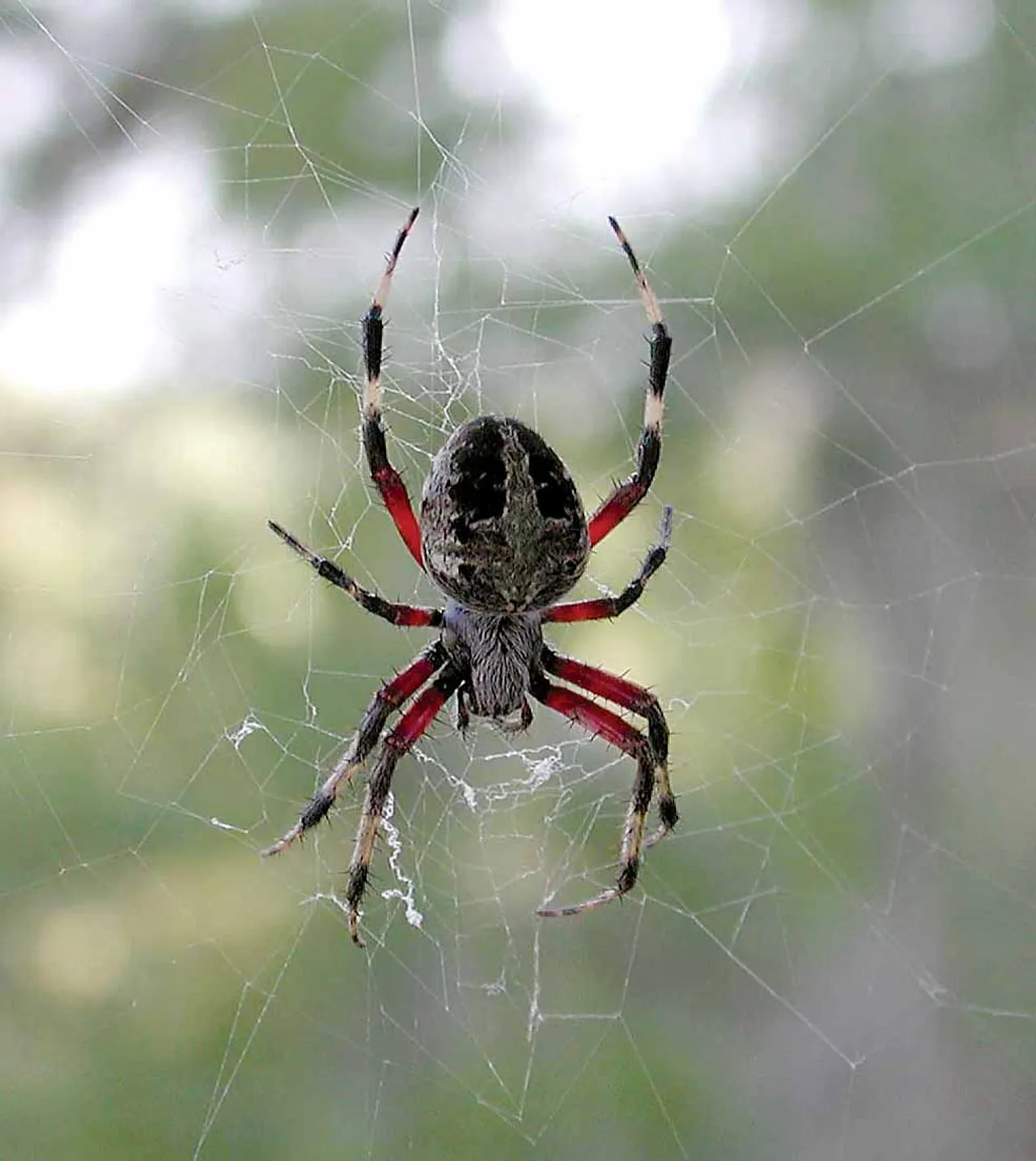 A black and yellow argiope suns in the wilds of the Okefenokee.