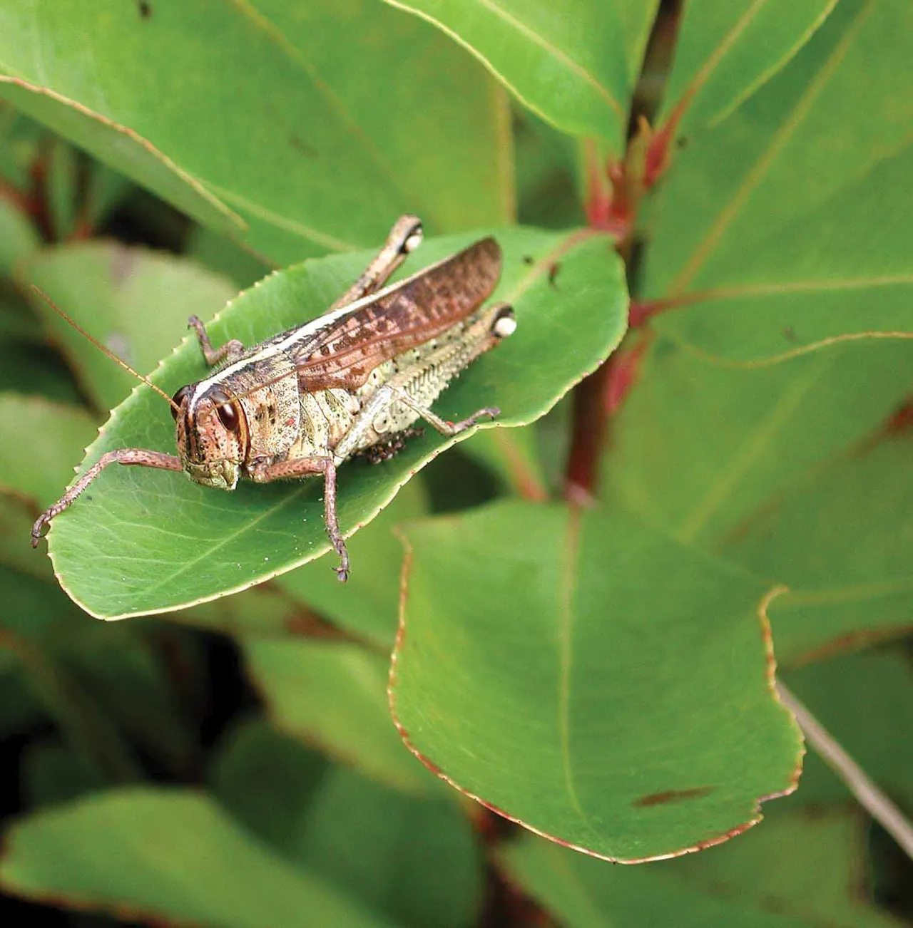Even a simple grasshopper proves to be a beautiful discovery.