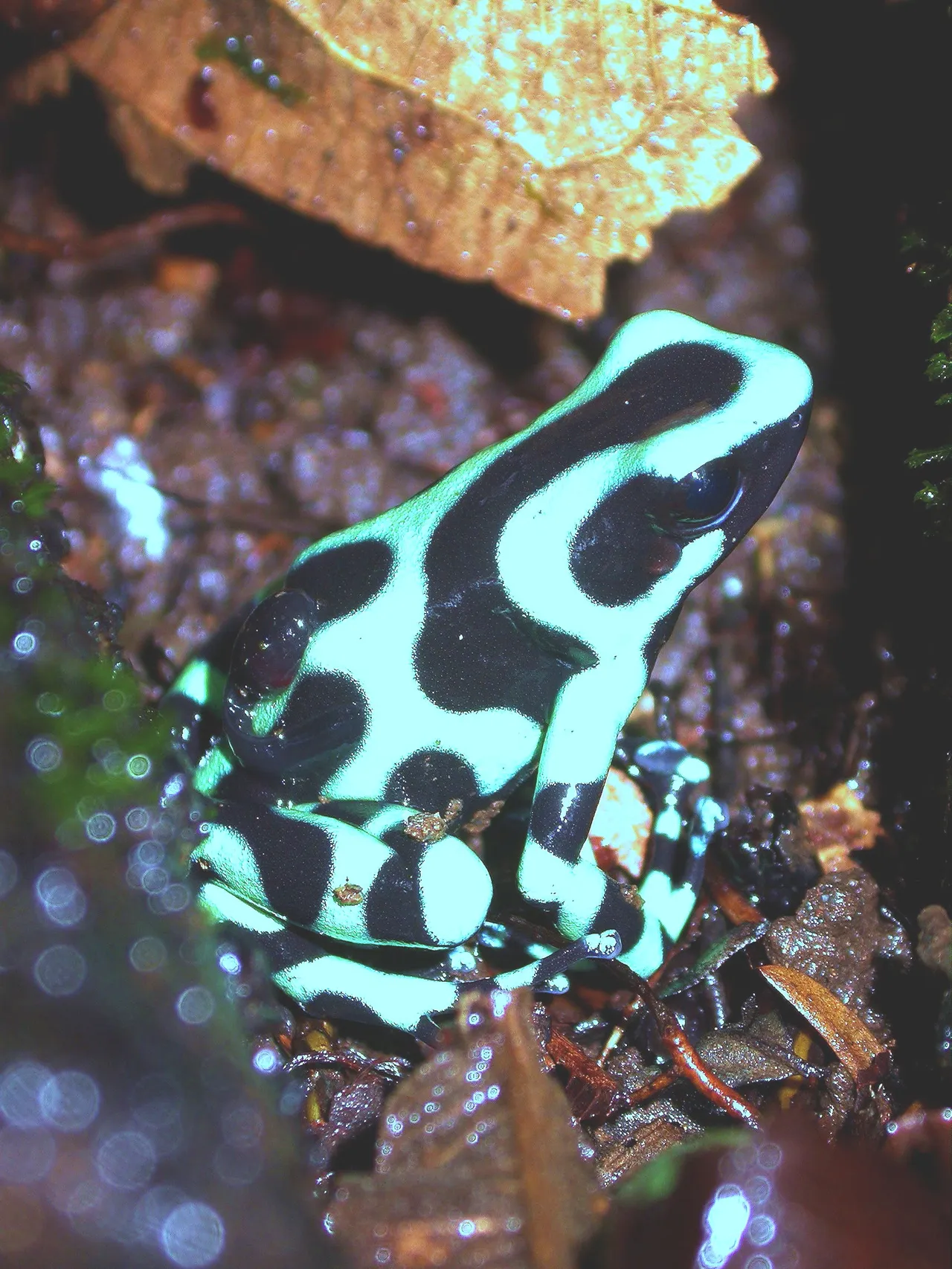 A Poison Dart Frog from the Caribbean rainforest.
