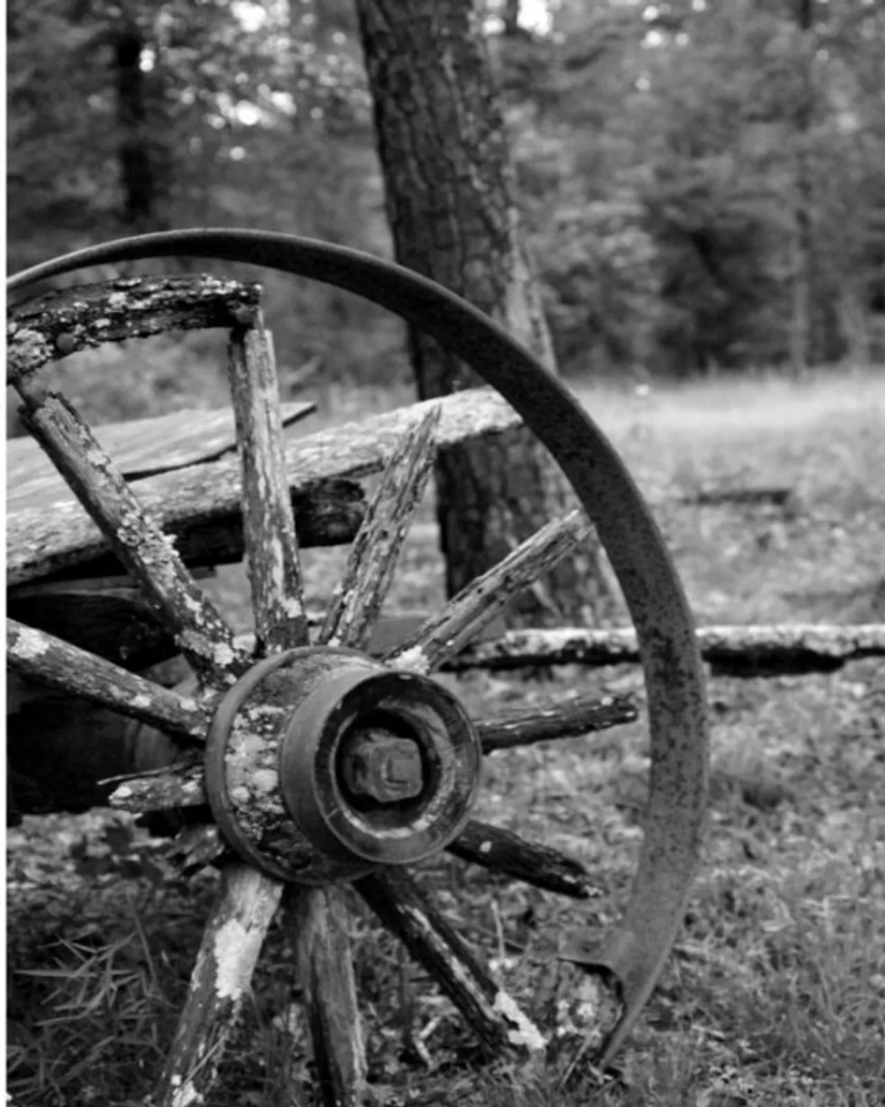 "Wheel" by Hannah Dodd