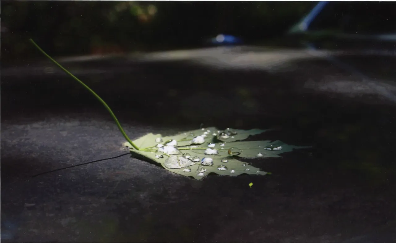 "Rainshower Effects" by Polly Roberts