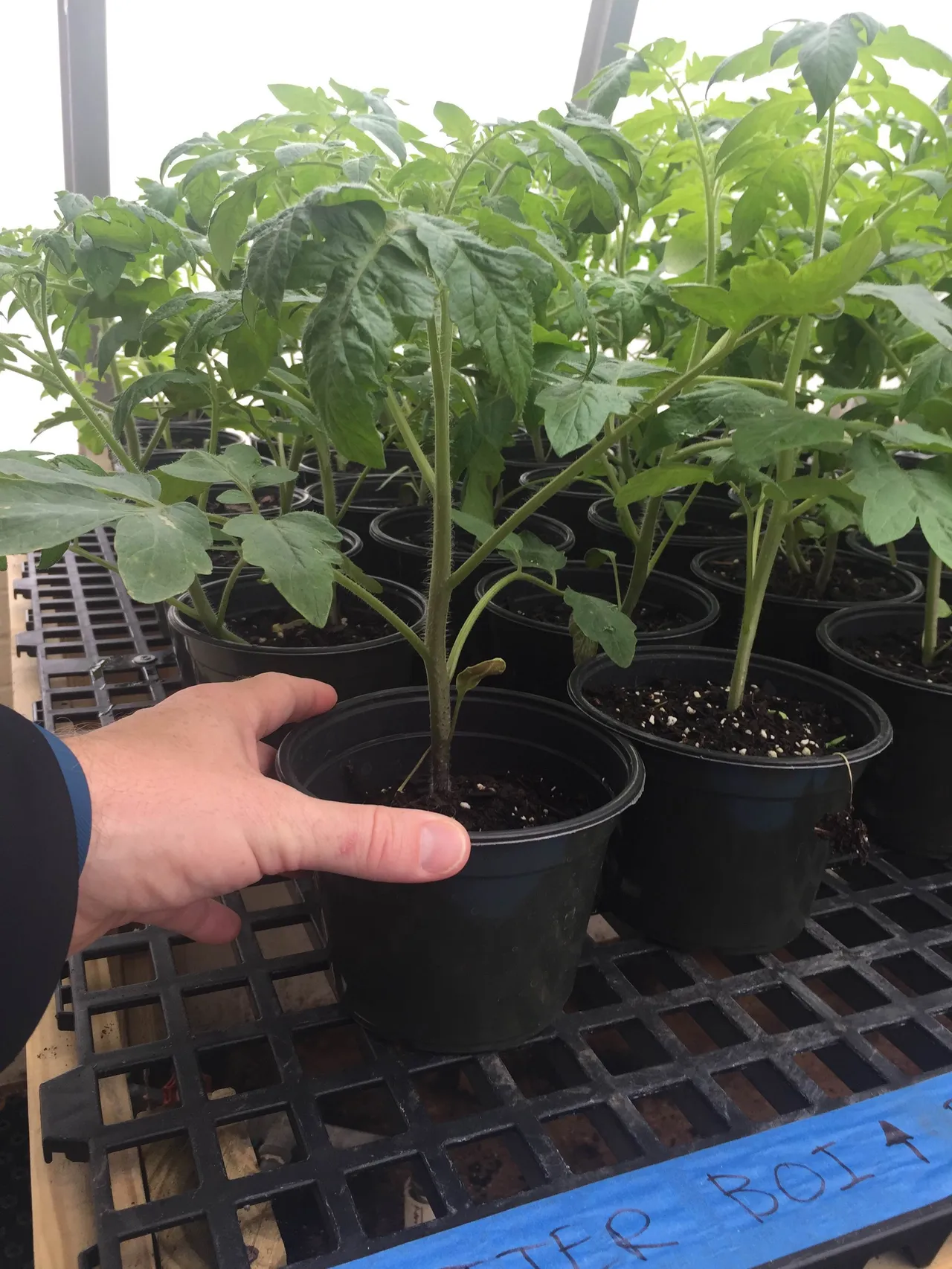 Better Boy Hybrid Tomatoes
