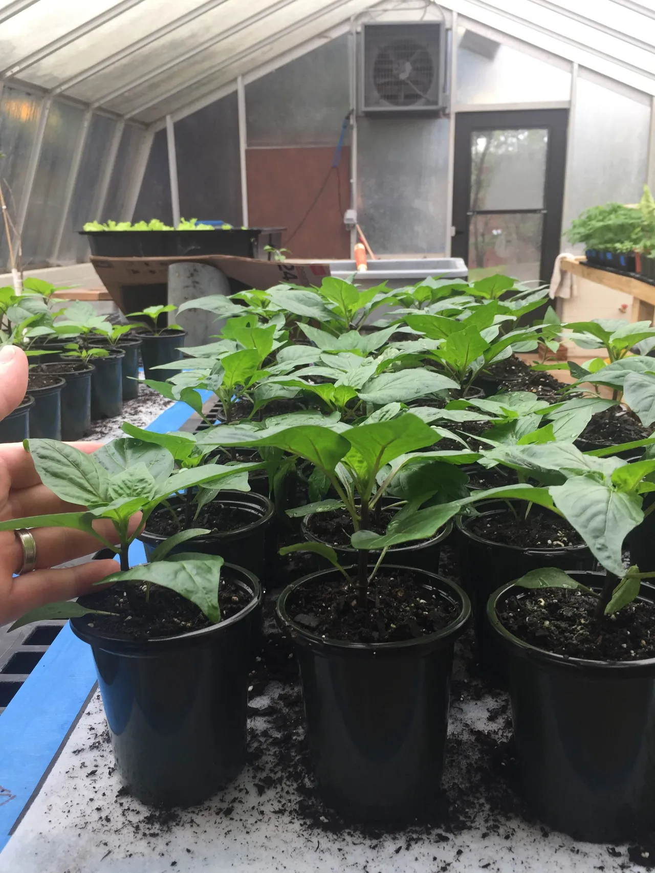 Napoleon Sweet Peppers