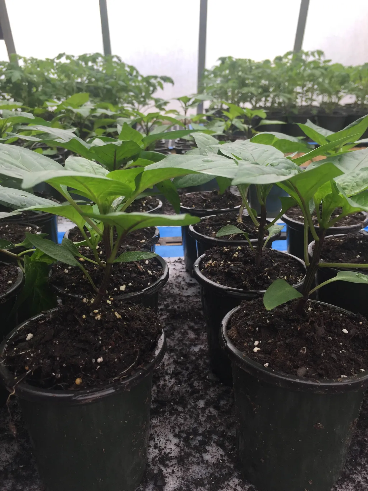 Purple Beauty Peppers